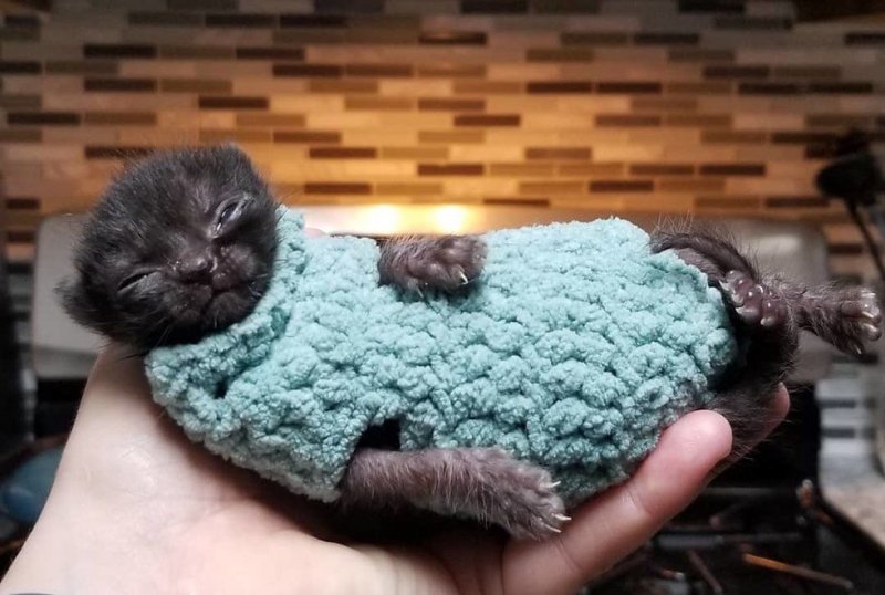 По улице ползла миниатюрная кошечка размером с ладошку  