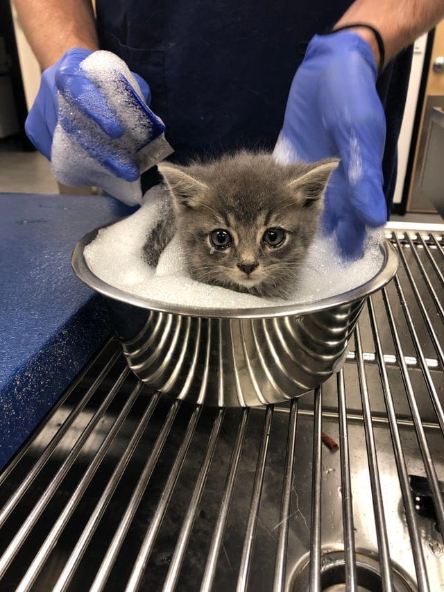 20 крошечных котят, про которых ласково говорят «ладошечные» 20 крошечных котят, про которых ласково говорят «ладошечные»