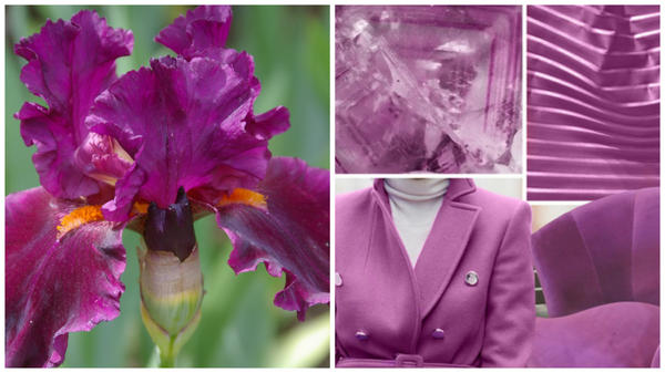 Ирис сорт Cherry Glen и цвет фуксии в модном тренде, фото сайтаwww.karday.ru