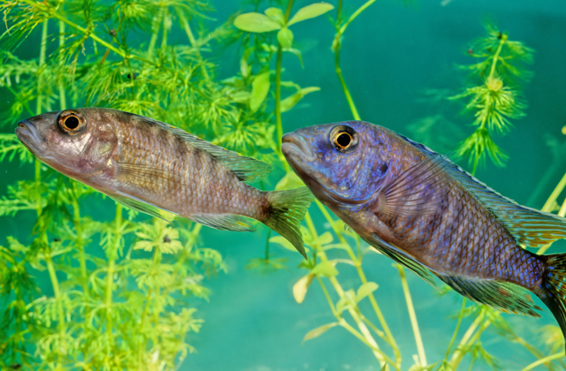 Самые необычные родители в мире животных 