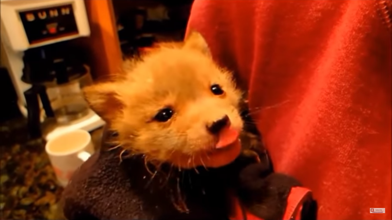 Раненый лисенок сам стал просить людей о помощи Раненый лисенок сам стал просить людей о помощи