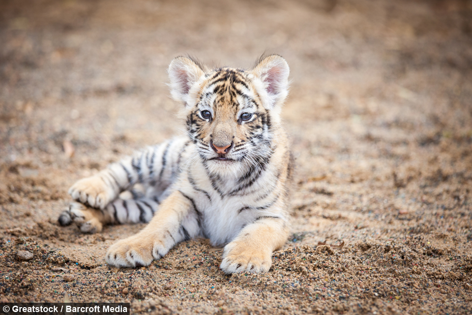 tiger-cub-puppy-friendship-3