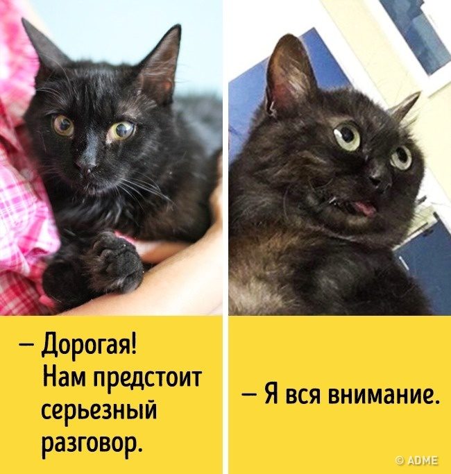 Животные, которые разучились скрывать свои эмоции