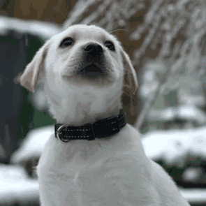 First Time In The Snow For My Lab Pup