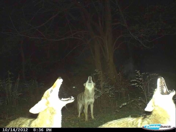 This Trail Camera Got A Badass Shot