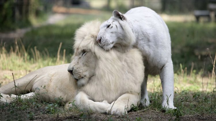 Белый лев — ожившая легенда