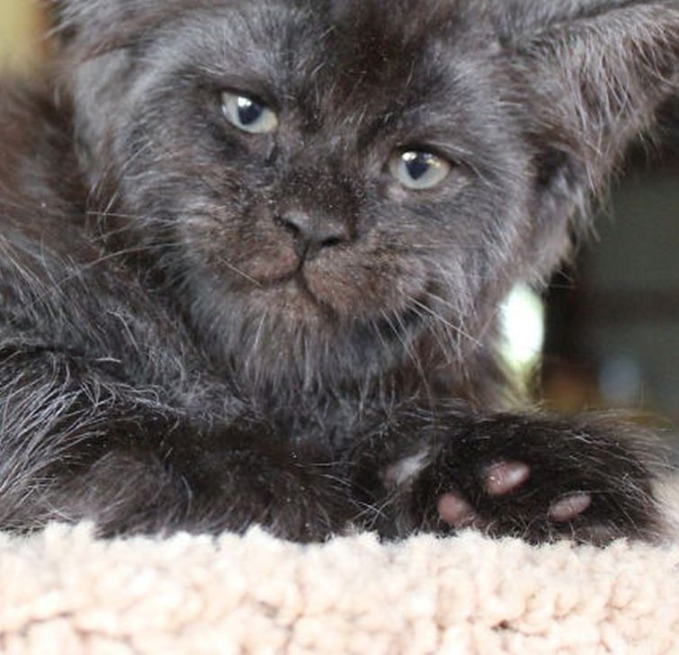 порода мейн кун валькирия. кошка мейн кун валькирия. кот с человеческим. мейн кун валькирия с человеческим лицом. мейн кун валькирия.