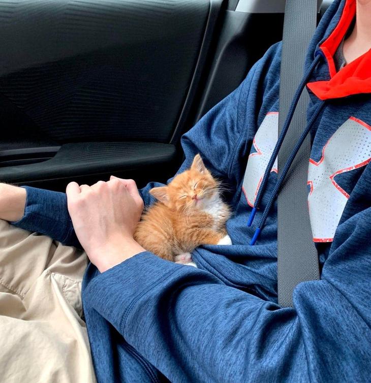 20 крошечных котят, про которых ласково говорят «ладошечные» 20 крошечных котят, про которых ласково говорят «ладошечные»