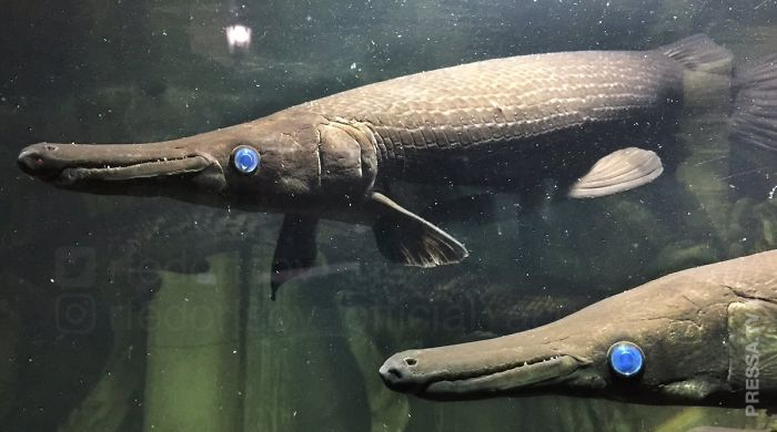 Жуткие обитатели морских глубин из новой коллекции Романа Федорцова Жуткие обитатели морских глубин из новой коллекции Романа Федорцова