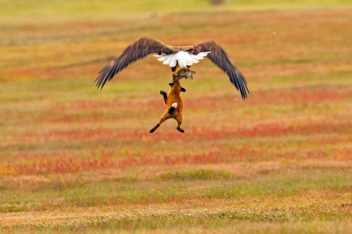Не теряя надежды, лиса пытается отобрать свою добычу у орла. Автор: Kevin Ebi.