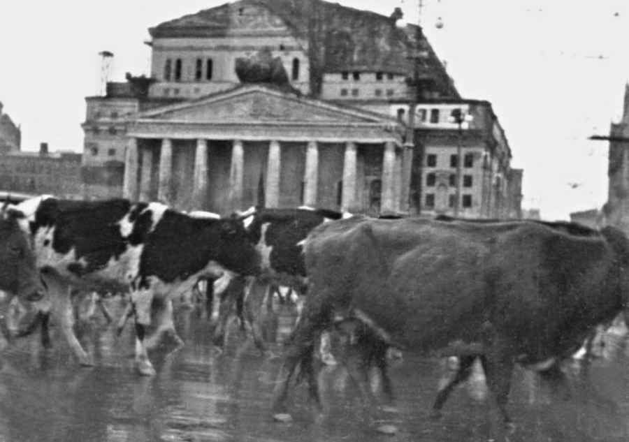 День Воинской славы. Битва за Москву