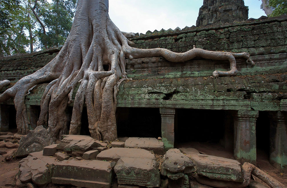 Камбоджийский храм Та Пром (Ta Prohm) и гигантские деревья можно, храмов, блоки, деревья, храма, несколько, когда, вековые, Ангкор, стенами, более, дерево, туристов, много, Тетрамелеса, корни, которую, будто, вросло, Ficus