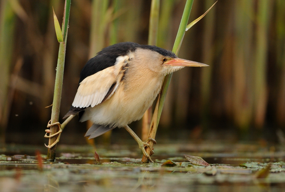 The world of birds Radoslav Tsvetkov 19