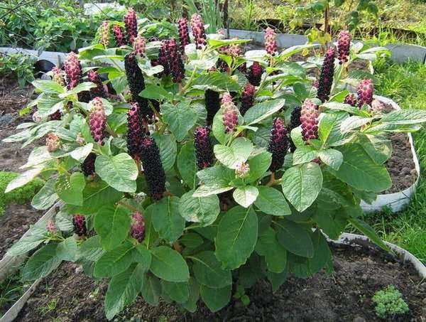 фитолакка американская фото