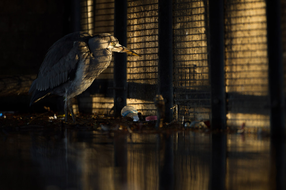 Призеры лондонского конкурса дикой природы Wildlife Photographer of the Year 2019