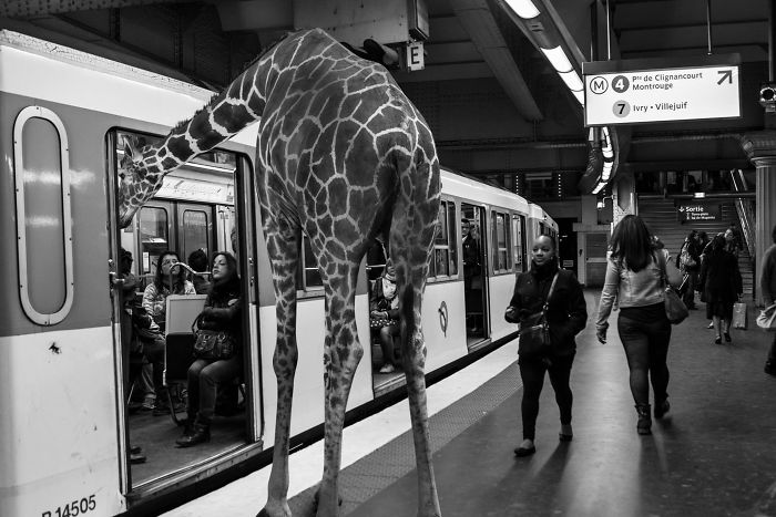 Photographer Shows The Funny Life Of Animals From Kenya