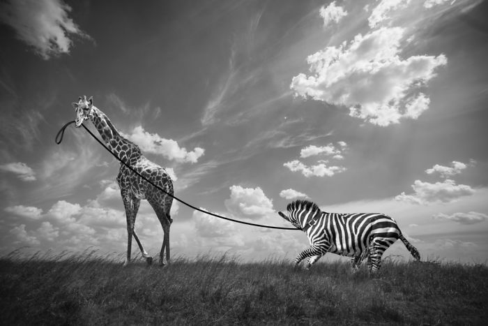 Photographer Shows The Funny Life Of Animals From Kenya