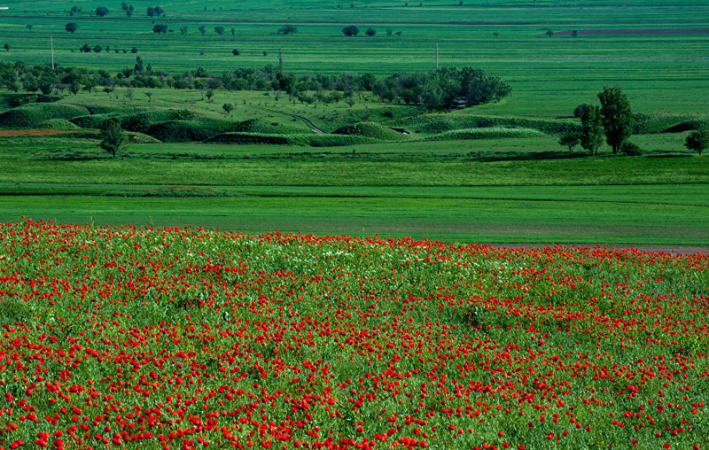 7. Наиболее распространен мак-самосейка, или Papaverales rhoeas, который произрастает во всех областях страны art, Кыргызстан, пейзаж, ссср, факты