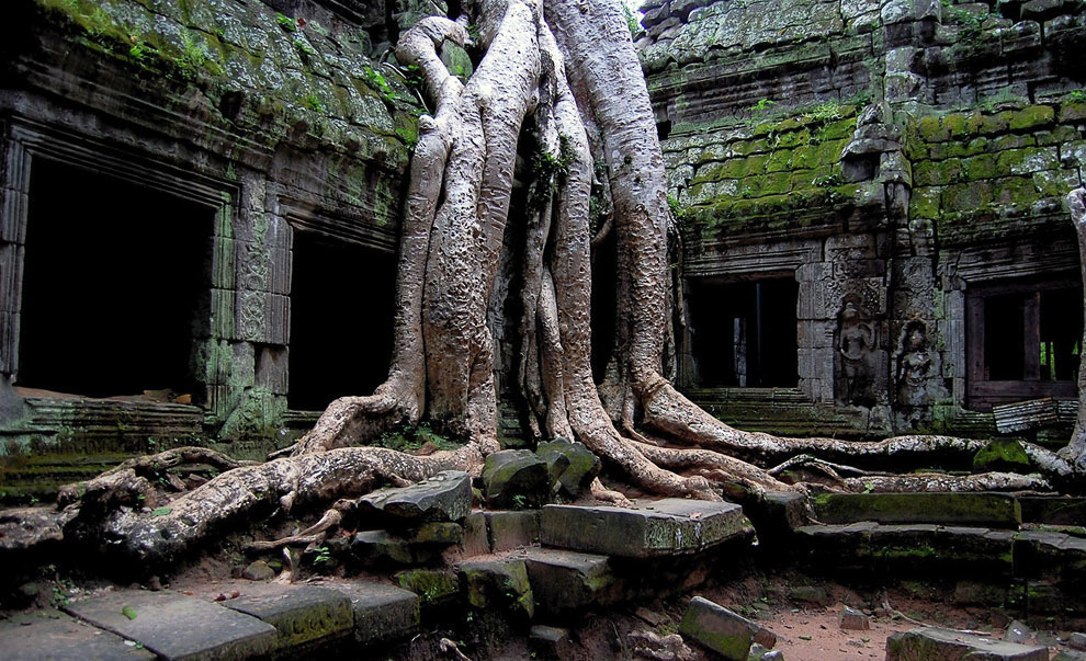 Камбоджийский храм Та Пром (Ta Prohm) и гигантские деревья можно, храмов, блоки, деревья, храма, несколько, когда, вековые, Ангкор, стенами, более, дерево, туристов, много, Тетрамелеса, корни, которую, будто, вросло, Ficus