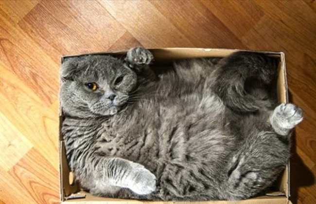 Коты и коробочки