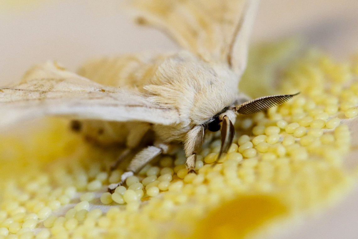 Чудо с продолжением