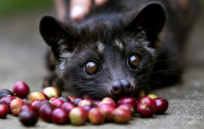 Кофе Kopi Luwak  - самый дорогой кофе в мире.