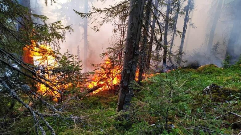 Названы регионы России с высоким риском природных пожаров