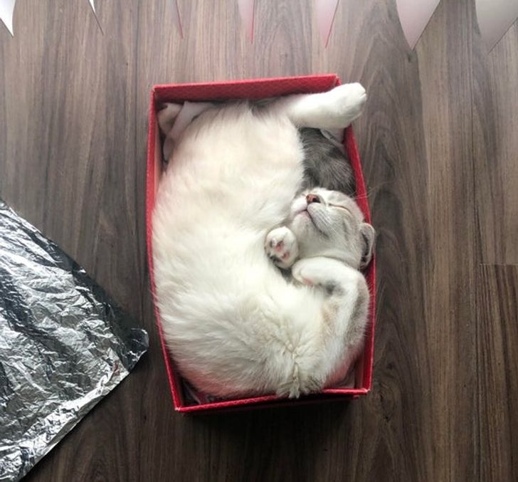 белая кошка спит в красной коробке
