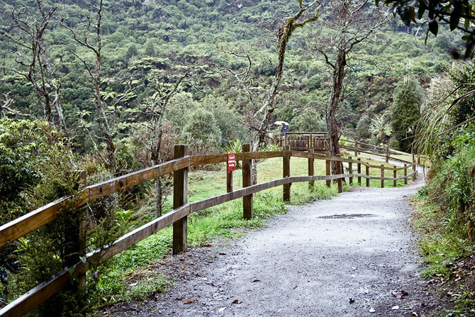 Воистину эльфийские леса Новой Зеландии Властелин колец,лес,Новая Зеландия