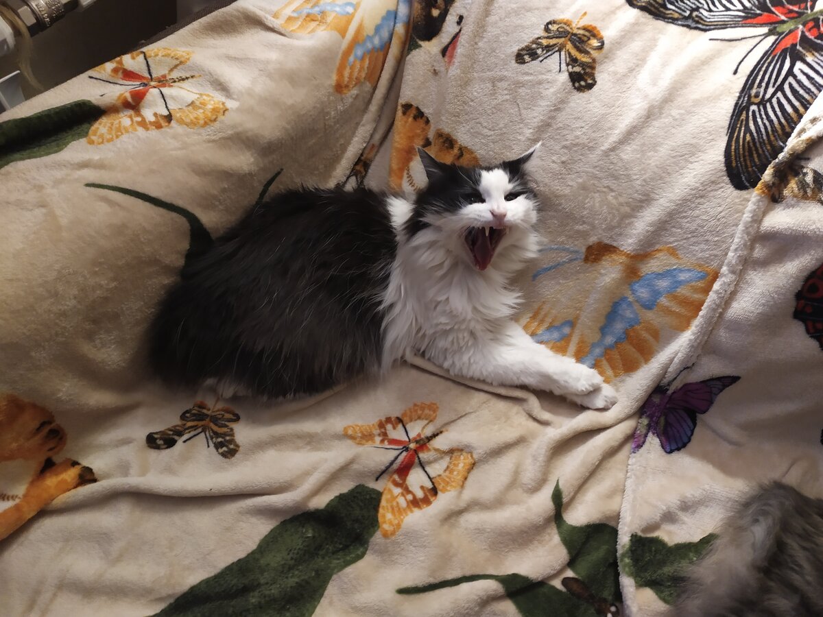 Осторожнее, котик, а то муху проглотишь! Сонные зевающие коты Осторожнее, котик, а то муху проглотишь! Сонные зевающие коты истории из жизни