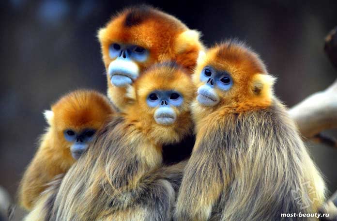 Самые красивые виды обезьян: Курносые золотистые обезьяны