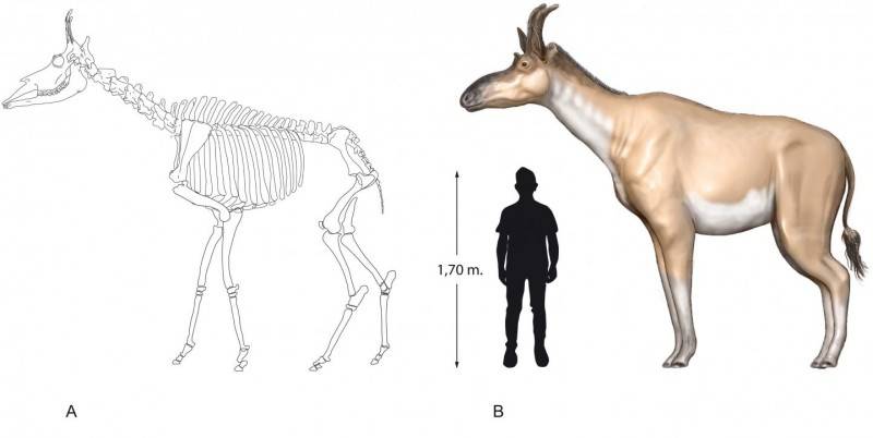 Ученые узнали как выглядел древний родич жирафа