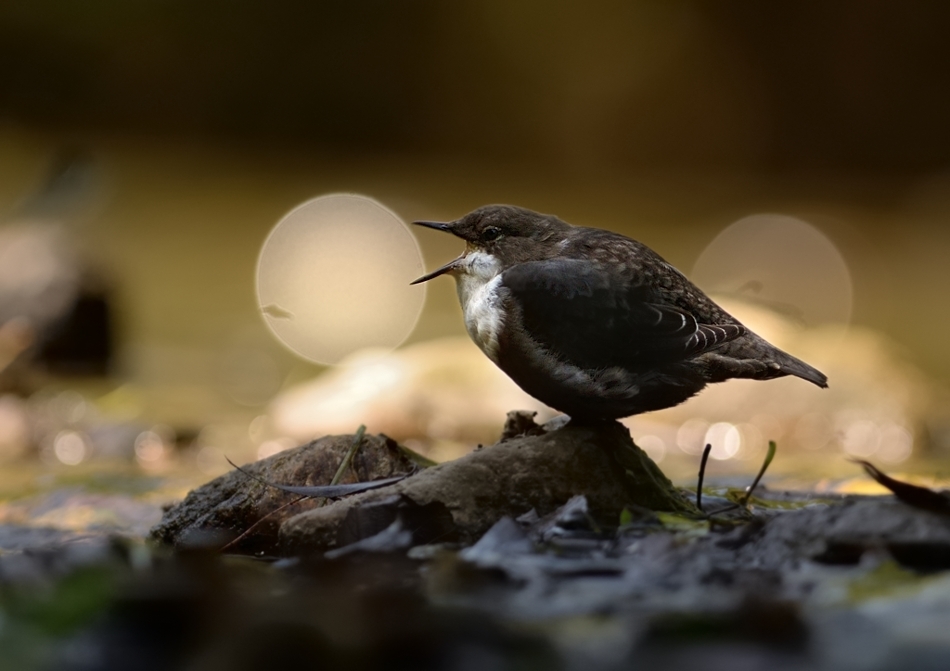 The world of birds Radoslav Tsvetkov 06