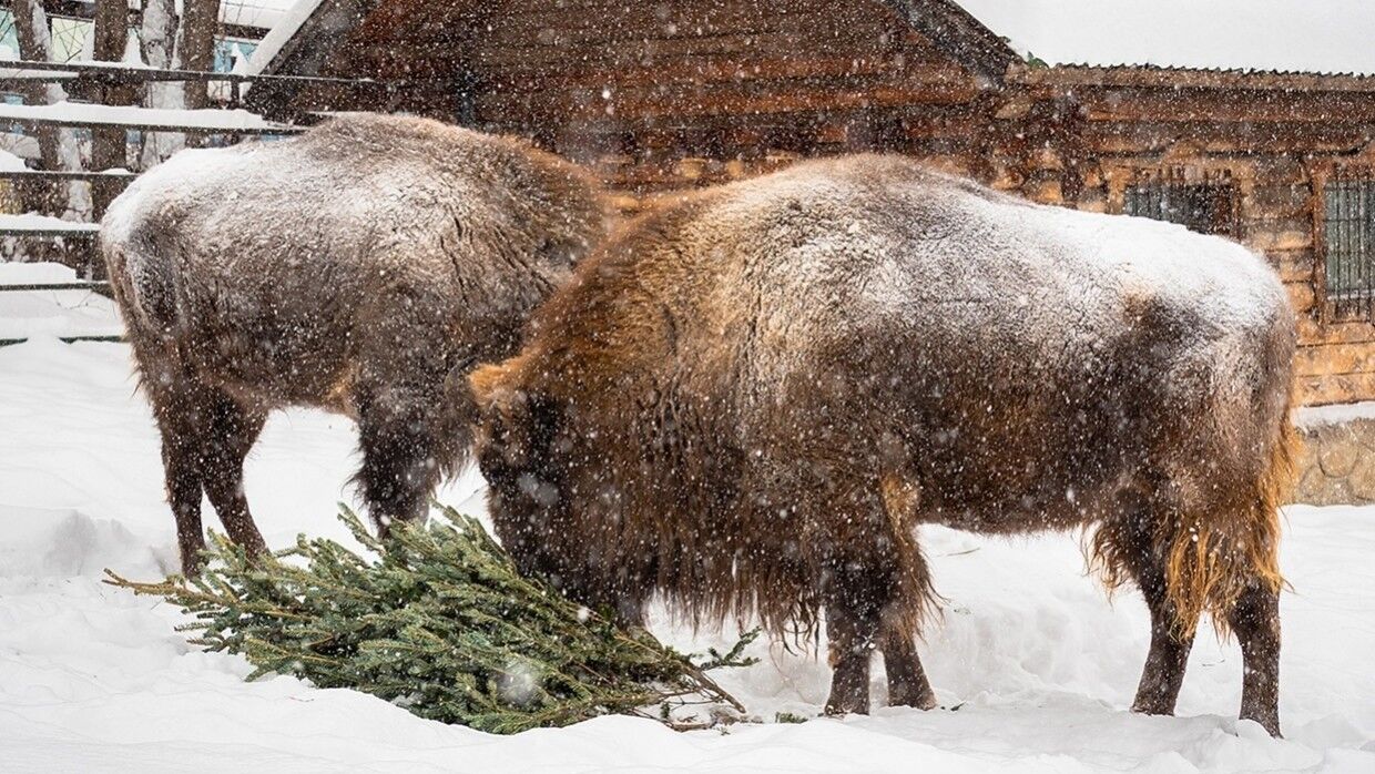 В красноярском зоопарке показали радующихся снегу животных