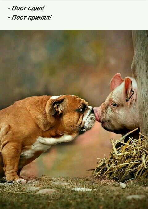 Угарные картинки с надписями 