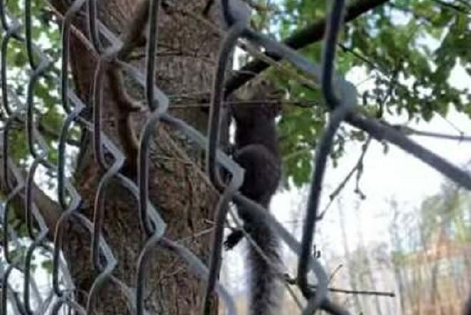 Белочка подскочила к женщине в парке и начала тянуть ее за штанину. Животное просило о помощи истории из жизни