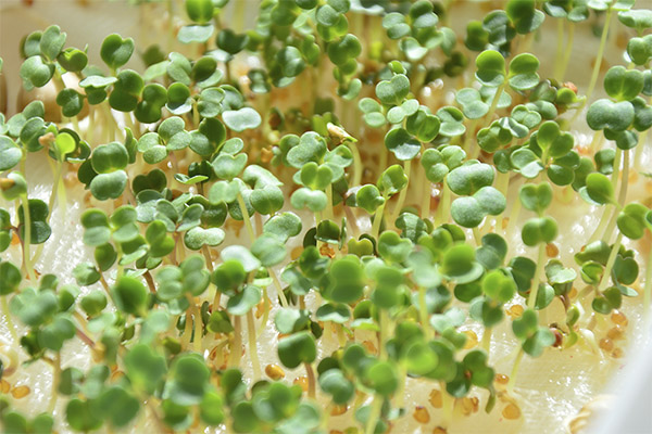 Как вырастить микрозелень на подоконнике