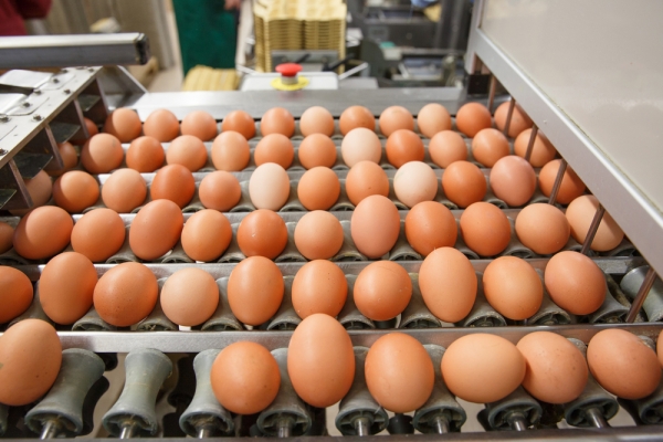 "Сальмонелла в яйцах, антибиотики в мёде": Украину обвинили в нарушении продуктовых норм ЕС