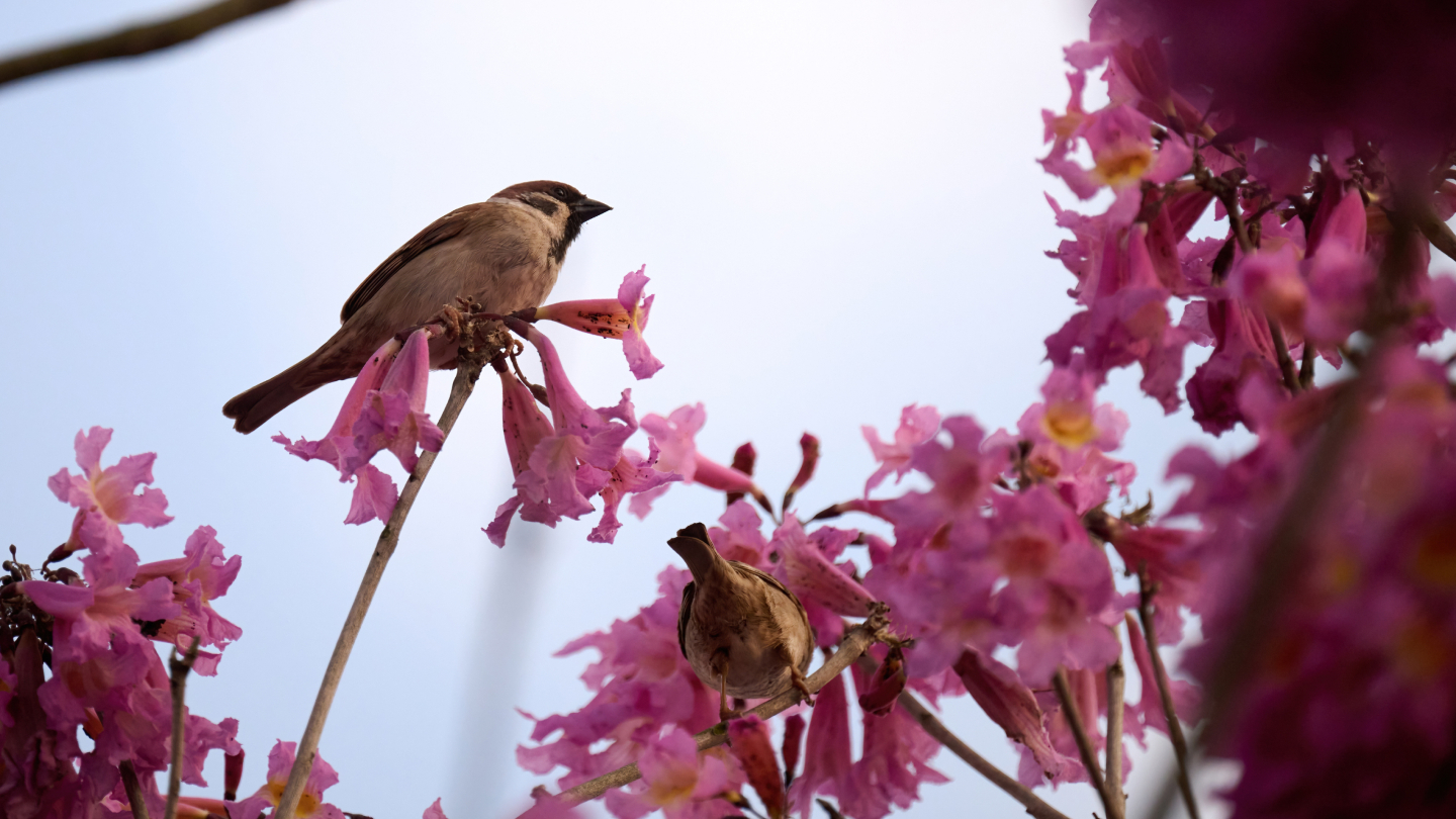 Зачем считают воробьев воробьев, переписи, может, России, можно, данные, участие, численность, человеком, воробья, принять, нужно, воробей, примерно, видим, каждый, более, обитает, Европе, следить