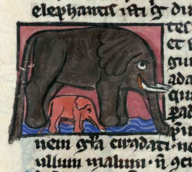 Как средневековые художники рисовали слонов, которых никогда не видели