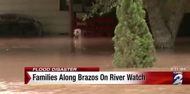 Эта собака барахталась в воде и не уплывала. Когда они подплыли ближе, их сердце сжалось