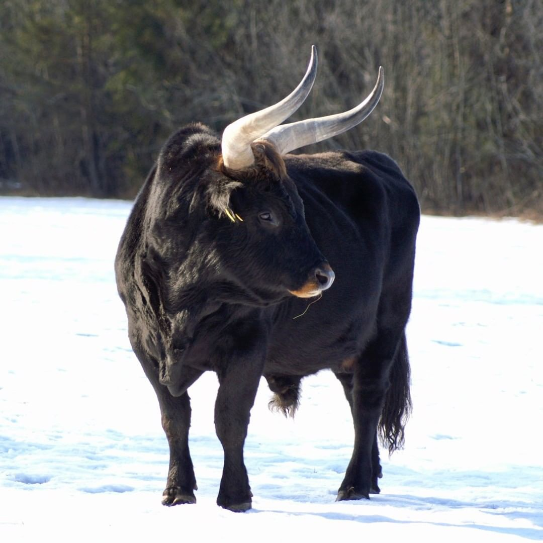 Это ты меня толстым назвал?!