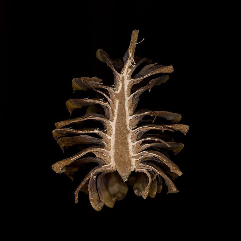 17 обычных вещей, которые изнутри выглядят куда интереснее, чем снаружи 17 обычных вещей, которые изнутри выглядят куда интереснее, чем снаружи