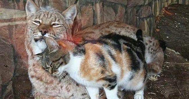 Бездомный кот пробрался в зоопарк и завел себе необычного друга