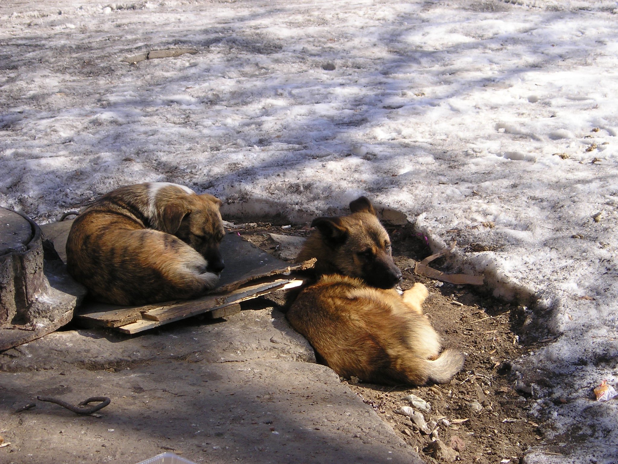 Одна залезла на дерево, другая — не смогла: в Новороссийске стая бездомных собак напала на женщин