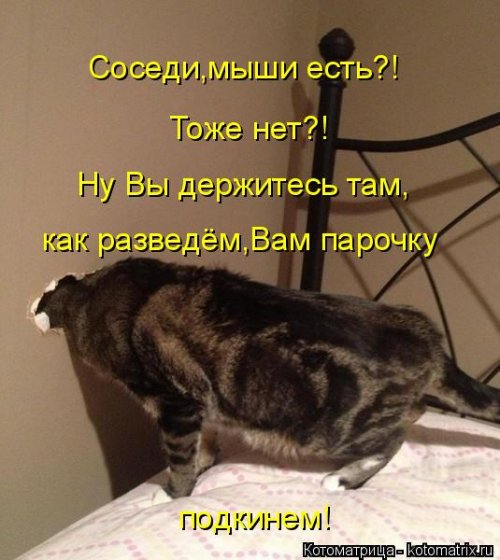 Котоматрица для всех позитив