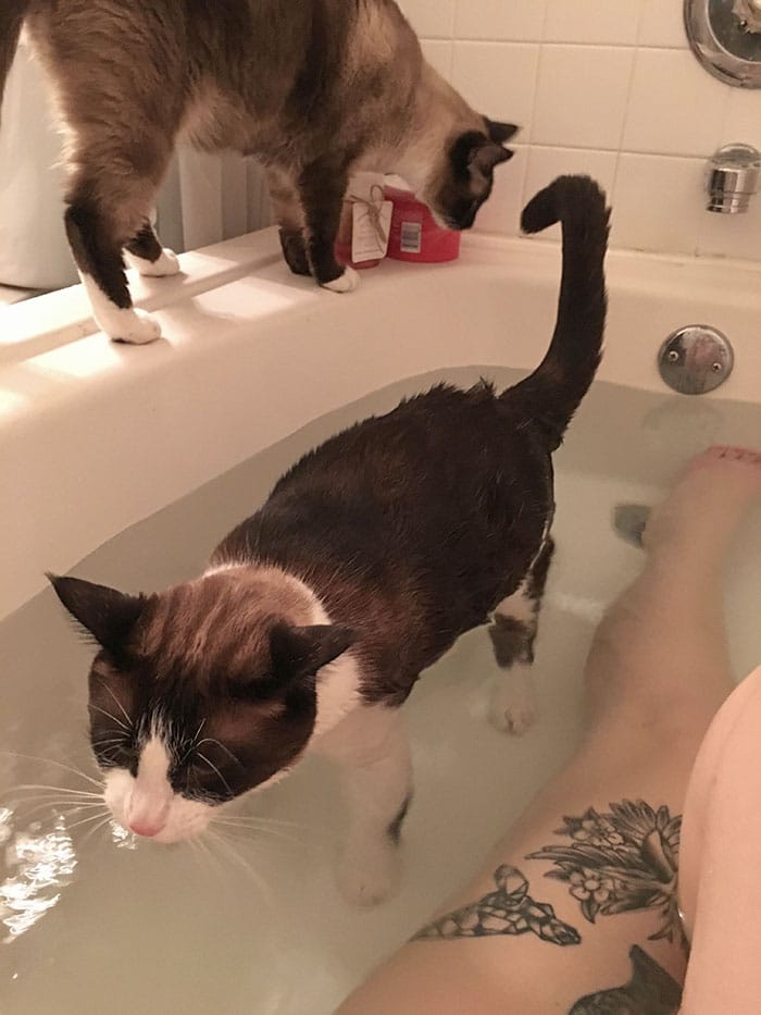 два кота в ванне