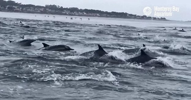 Гигантская стая дельфинов оживила океан дельфины, залив Монтерей, калифорния, море, морские обитатели, океан, стадное чувство, стая дельфинов