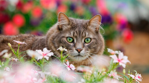 Сумасшедшая хозяйка