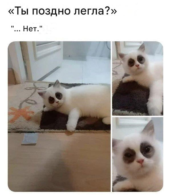 Котомемы для настроения 